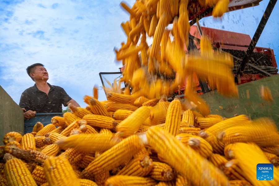 Agricoltori impegnati nella raccolta autunnale in tutta la Cina