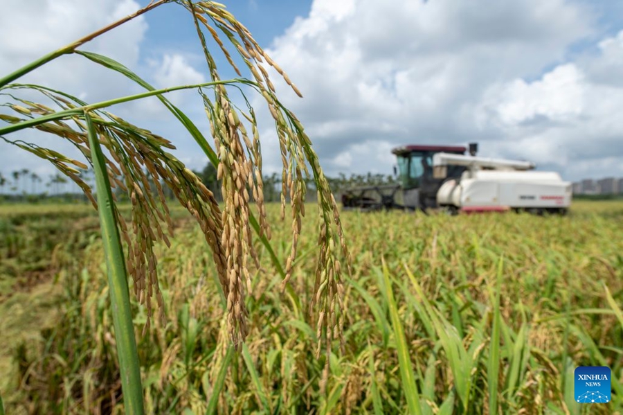 Agricoltori impegnati nella raccolta autunnale in tutta la Cina
