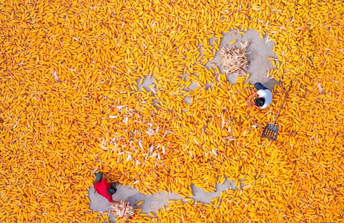 Agricoltori impegnati nella raccolta autunnale in tutta la Cina