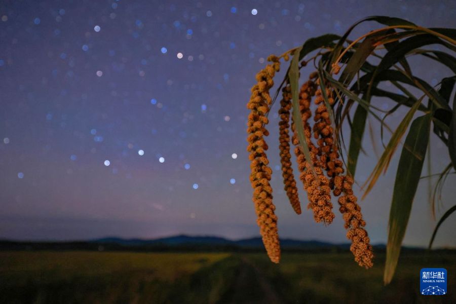 Romantiche immagini del raccolto nello Heilongjiang