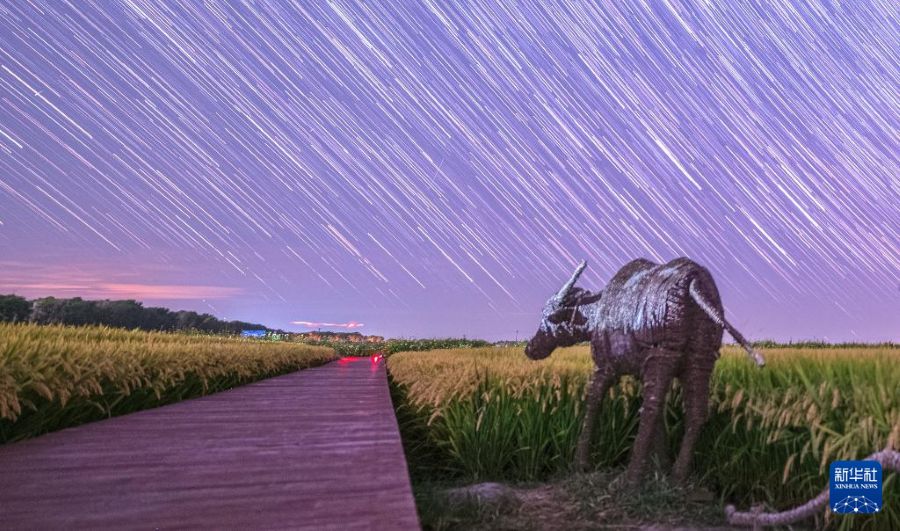 Romantiche immagini del raccolto nello Heilongjiang