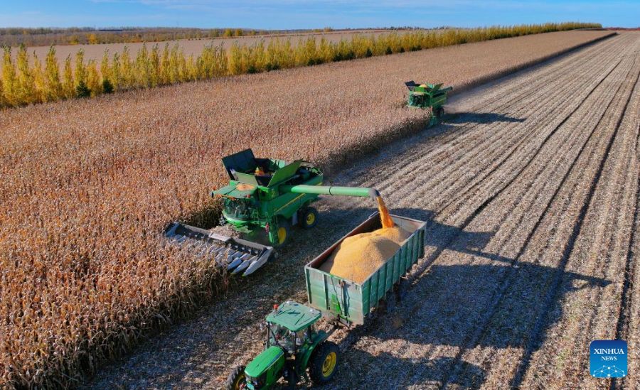 Heilongjiang: la raccolta autunnale entra nel vivo durante la Festa Nazionale