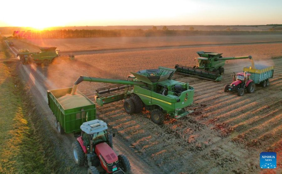 Heilongjiang: la raccolta autunnale entra nel vivo durante la Festa Nazionale