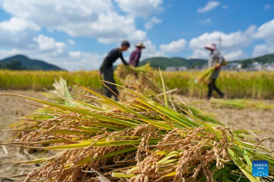 La raccolta autunnale dei cereali entra nel vivo in tutta la Cina