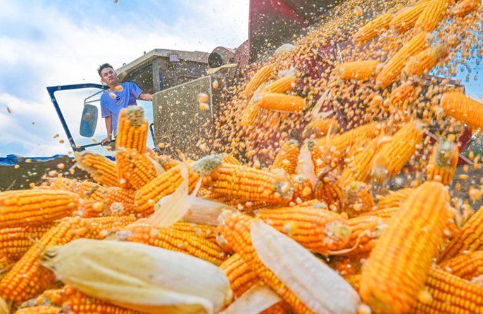 La raccolta autunnale dei cereali entra nel vivo in tutta la Cina