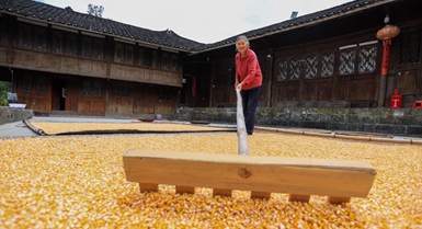Agricoltori impegnati nella raccolta autunnale in tutta la Cina
