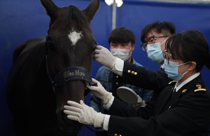 La dogana di Beijing assiste i cavalli da competizione in arrivo per una gara internazionale