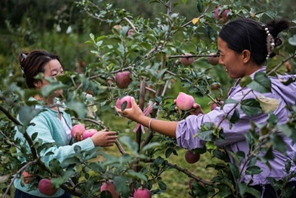Guizhou, inizia la stagione della raccolta delle mele precoci