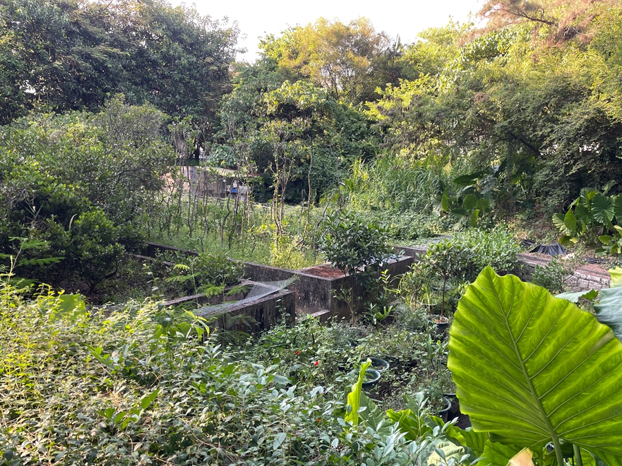 Diario di viaggio: Shenzhen 3.0 | Giorno 1 - Riserva Naturale delle Mangrovie di Futian