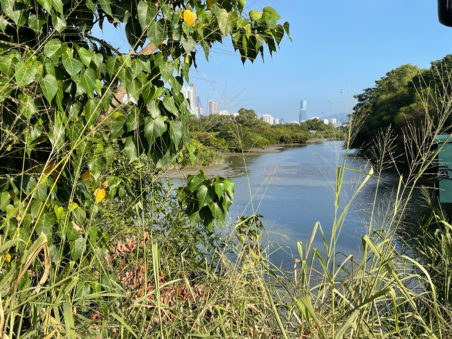Diario di viaggio: Shenzhen 3.0 | Giorno 1 - Riserva Naturale delle Mangrovie di Futian