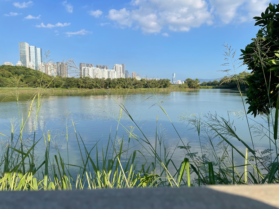 Diario di viaggio: Shenzhen 3.0 | Giorno 1 - Riserva Naturale delle Mangrovie di Futian