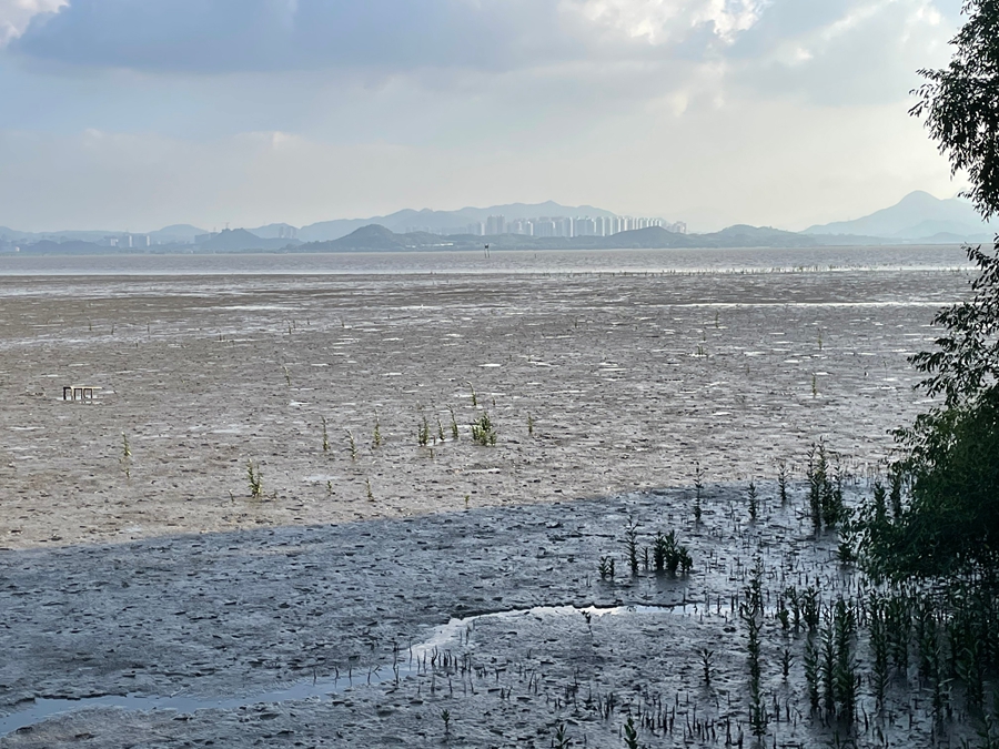 Diario di viaggio: Shenzhen 3.0 | Giorno 1 - Riserva Naturale delle Mangrovie di Futian