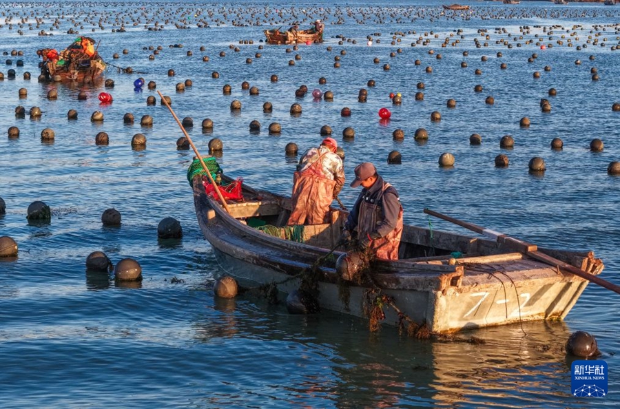 Rongcheng, fervono le attività di coltivazione delle piantine di kelp