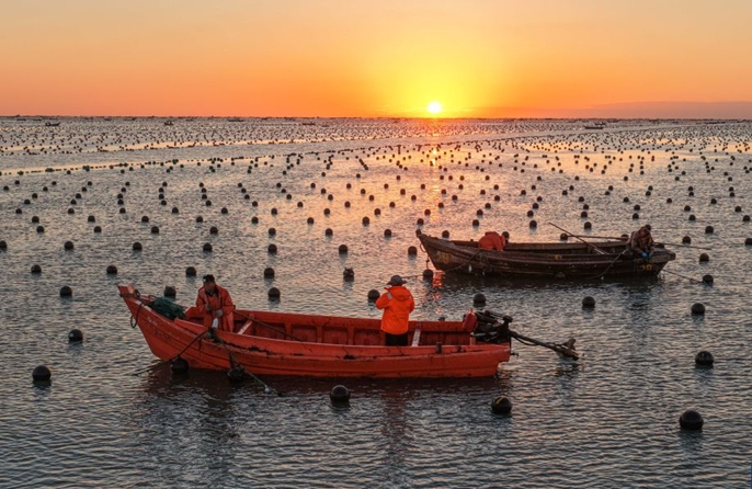 Rongcheng, fervono le attività di coltivazione delle piantine di kelp