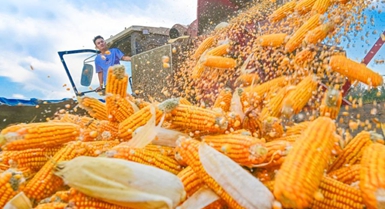 La raccolta autunnale dei cereali entra nel vivo in tutta la Cina