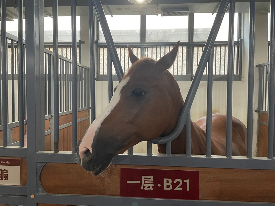 Diario di viaggio - Shenzhen 3.0 | Giorno 4: Guangming International Equestrian Center