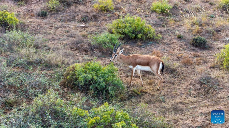 Cresce la popolazione di gazzelle gozzute grazie al miglioramento dell'ambiente ecologico nel Ningxia