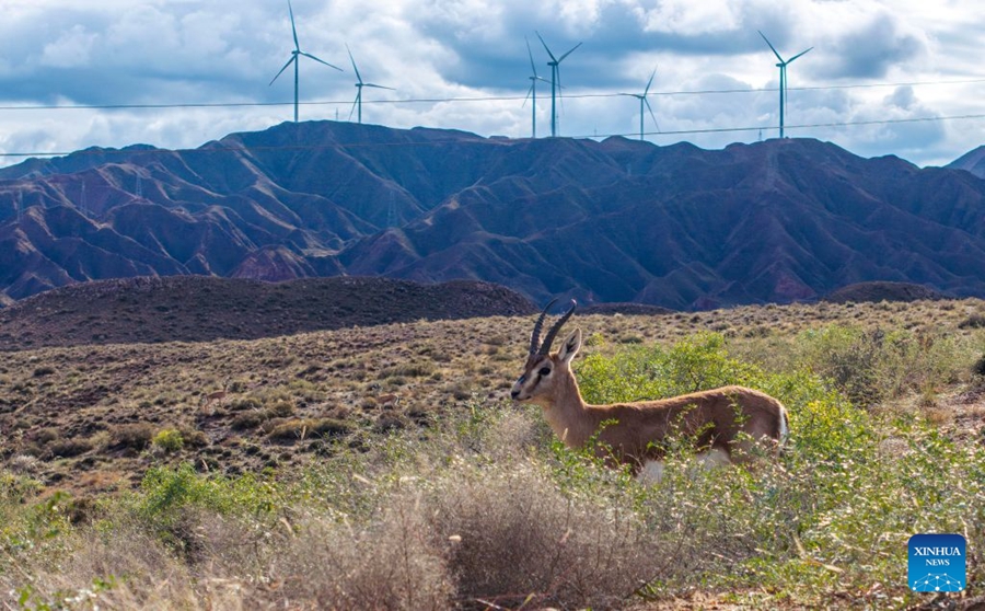 Cresce la popolazione di gazzelle gozzute grazie al miglioramento dell'ambiente ecologico nel Ningxia