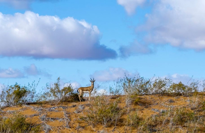 Cresce la popolazione di gazzelle gozzute grazie al miglioramento dell'ambiente ecologico nel Ningxia